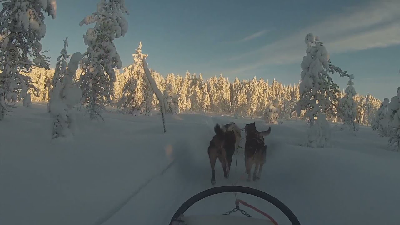 Husky safari Kuusamo Lapland