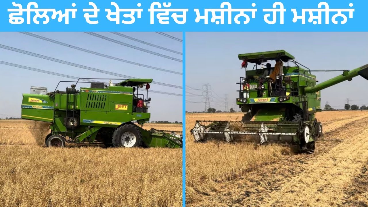 #combine -New combine harvesters operating in chickpea fields