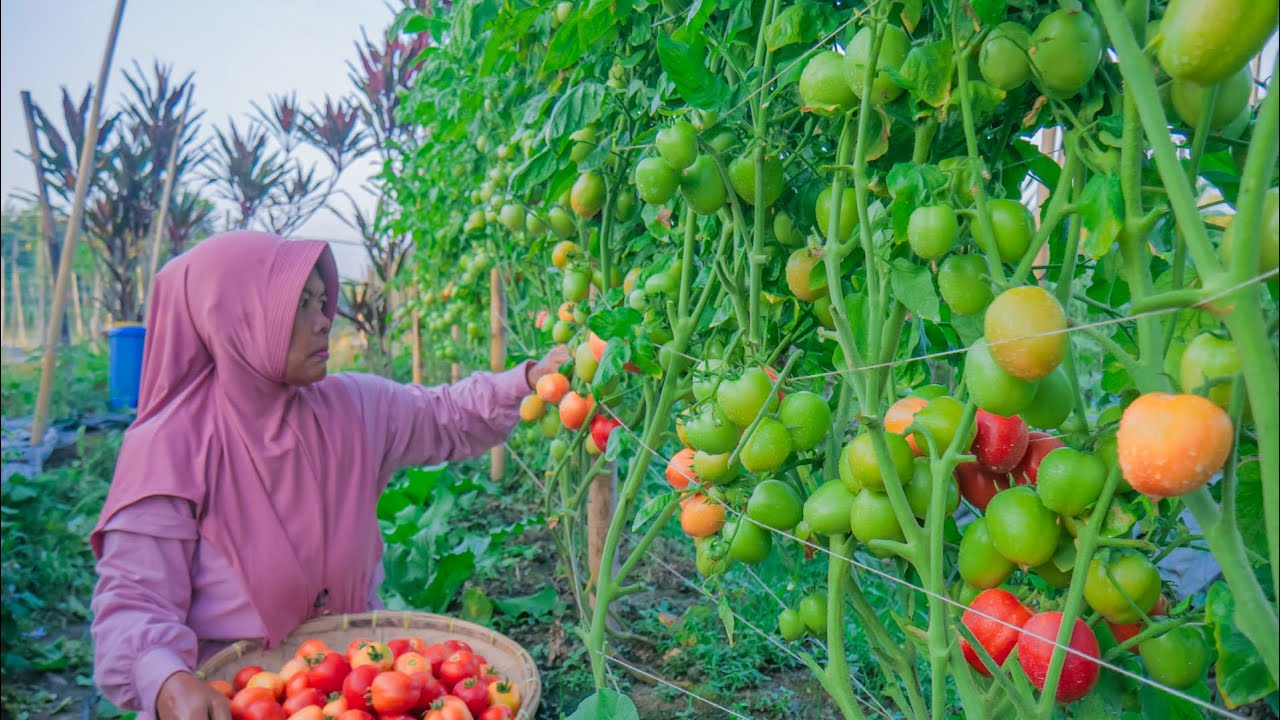 Cara Menanam Tomat Dari Awal Sampai Panen | How to Grow Tomatoes From Start to Harvest