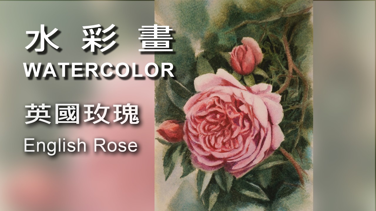 英國玫瑰 English Rose / Watercolor / 水彩畫 #Watercolor#draw#art#painting#artist#水彩畫#素描#繪畫