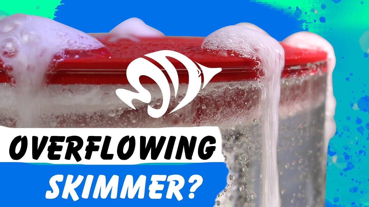 How to Stop Your Protein Skimmer from Overflowing