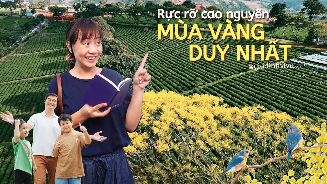 Bảo Lộc: Mùa Vàng Duy Nhất ở Đồi chè Tâm Châu và quán Nem Nướng 