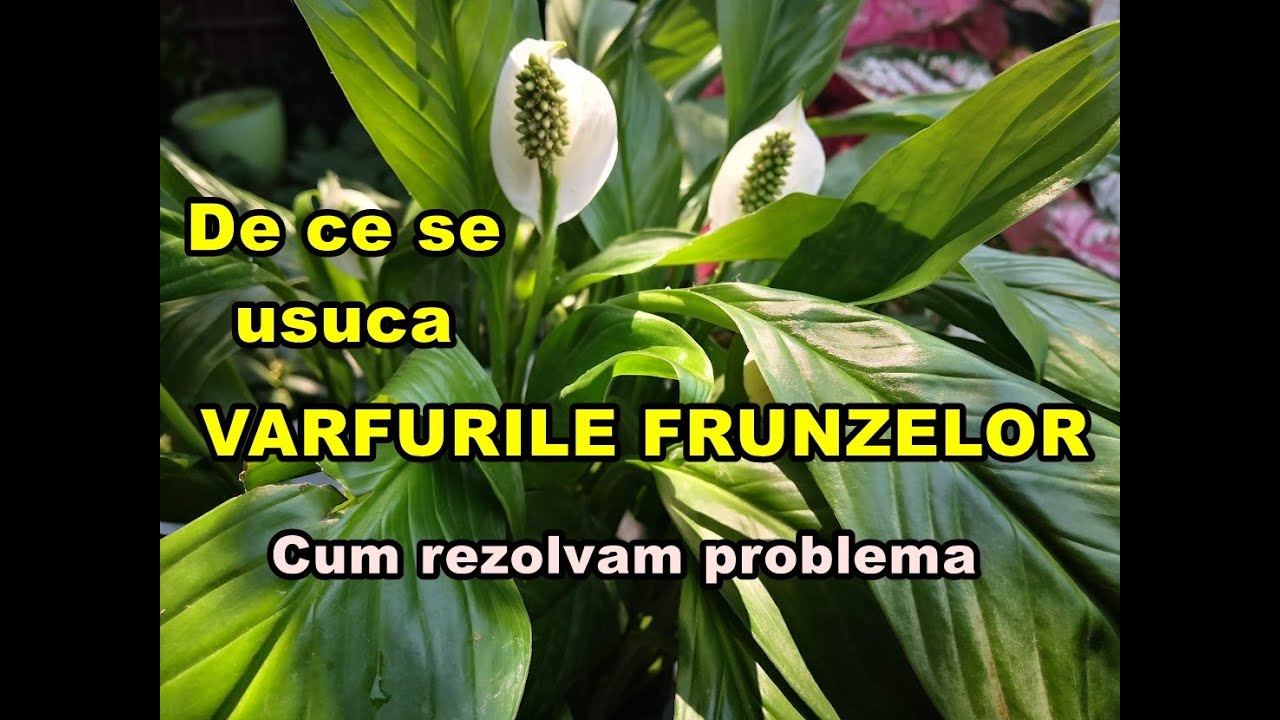 De ce se usuca varful frunzelor. 2 cauze frecvente #ingrijireaflorilor