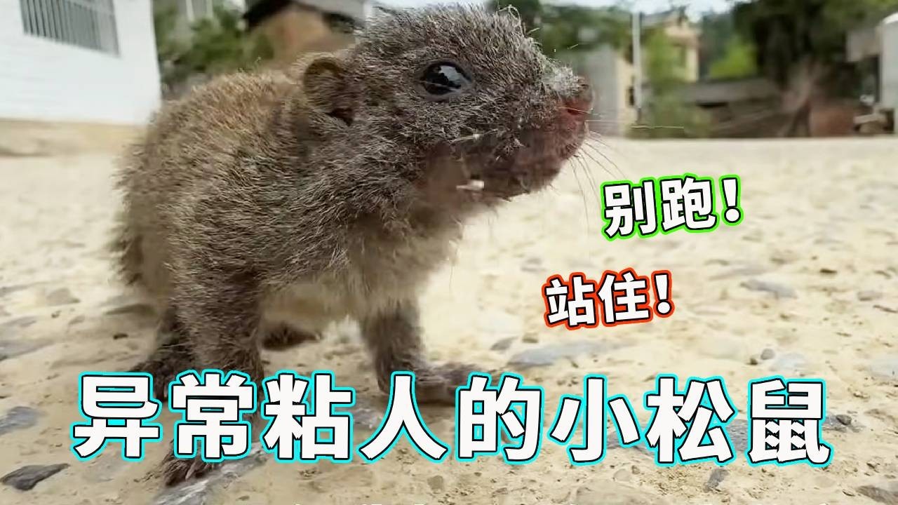 小松鼠变得异常粘人，虽然之前怕生咬过我，但是现在只要一出门就追着我跑！【天下一场梦】