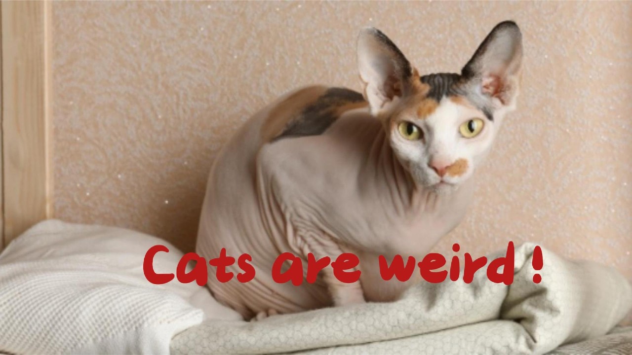 😱 This Is Why Cats Act So Weird!