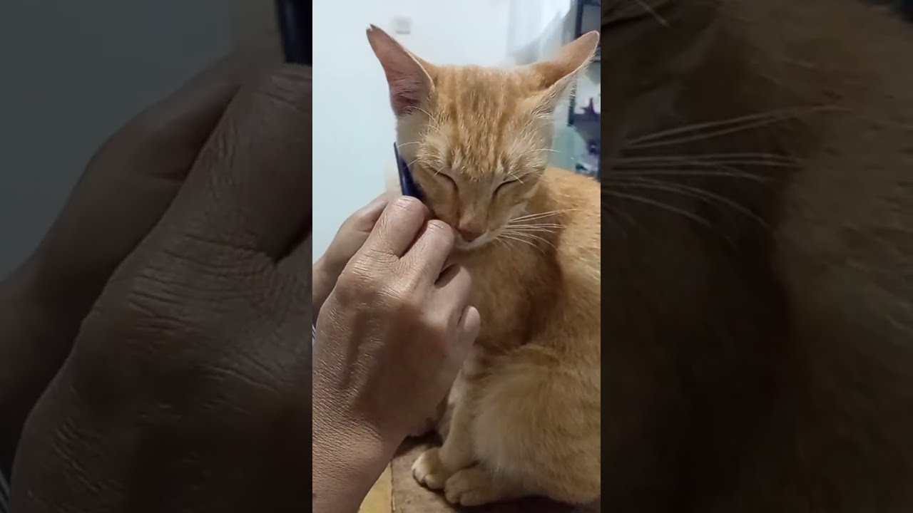 Pawtopia Sindangheula sedang live sekarang!