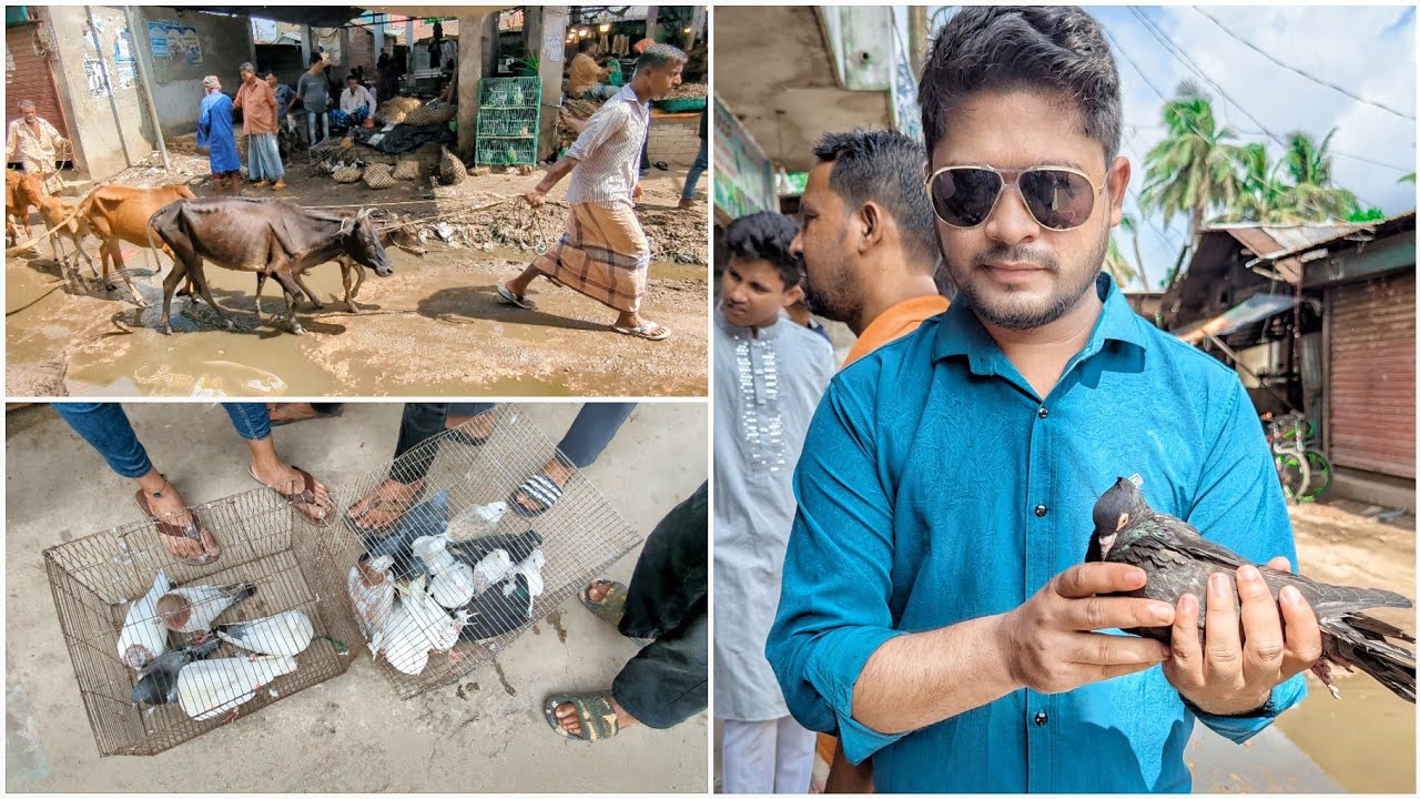 কবুতর বাজারে নিতে গেলাম কি 🥴 নিয়ে নিলাম কি 🥴