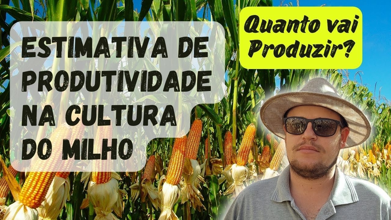 ESTIMATIVA DE PRODUTIVIDADE NA CULTURA DO MILHO | Dicas Para Diminuir o Erro, Seja Assertivo