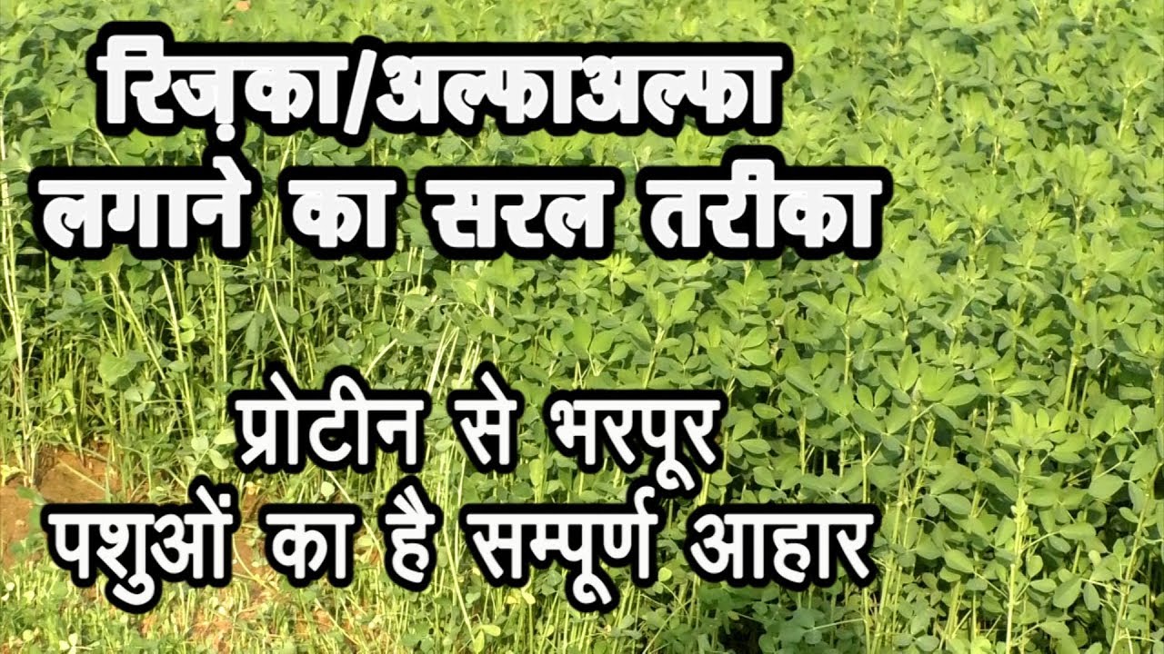 Alfalfa Grass रिजका सम्पूर्ण जानकारी#Alfalfa #Animal Feed#Medigo Sativa#Dairy farm#largest fodder
