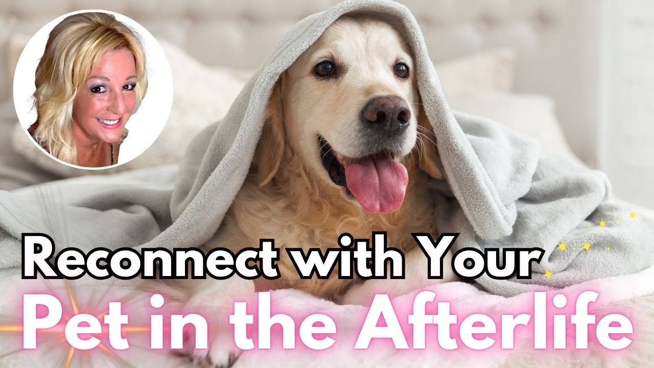 Reconnect with Your Soulmate Pet in the Afterlife 🐾