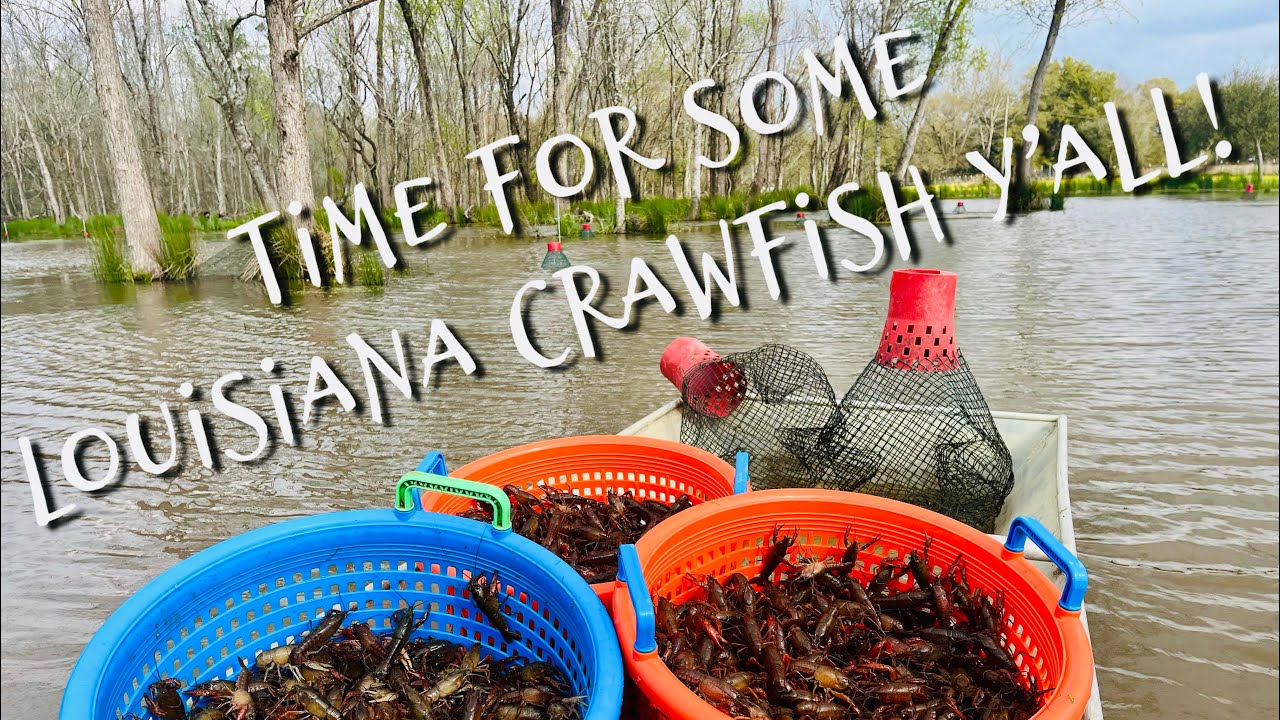 Crawfish Pond is going Insane!  Every trap is loaded with Mudbugs