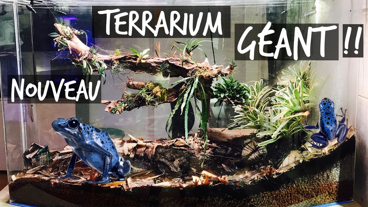 UN PARADIS POUR MES DENDROBATES !! - TOOPET