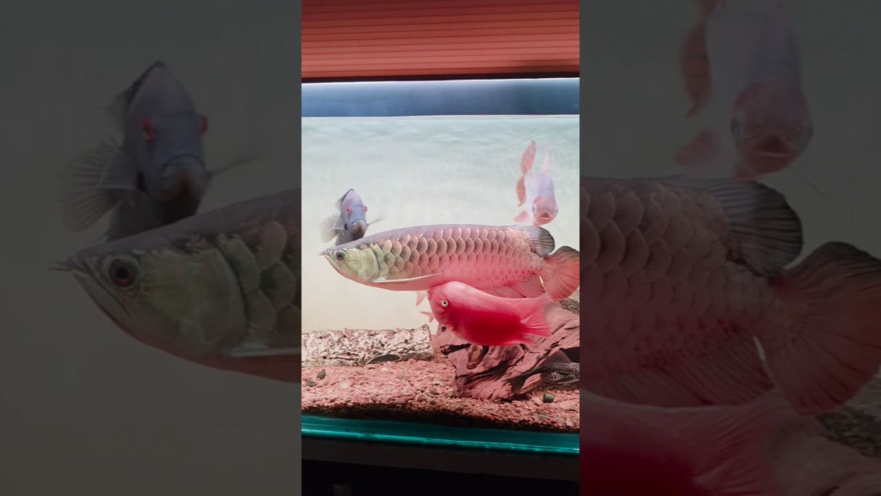parrot fish attak golden arowana #aquarium #24kgoldenarowana   #parrotfish #kingkongparrot#arowana