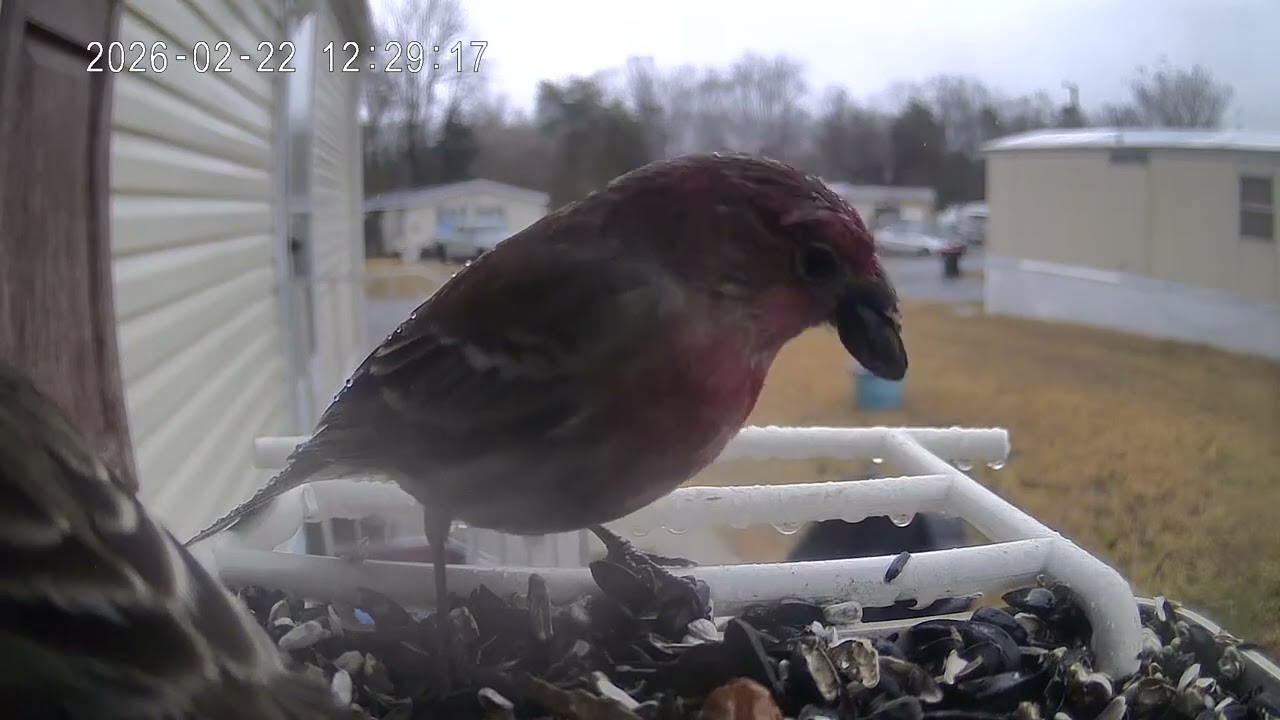 Bird of the day February 22nd 2026
