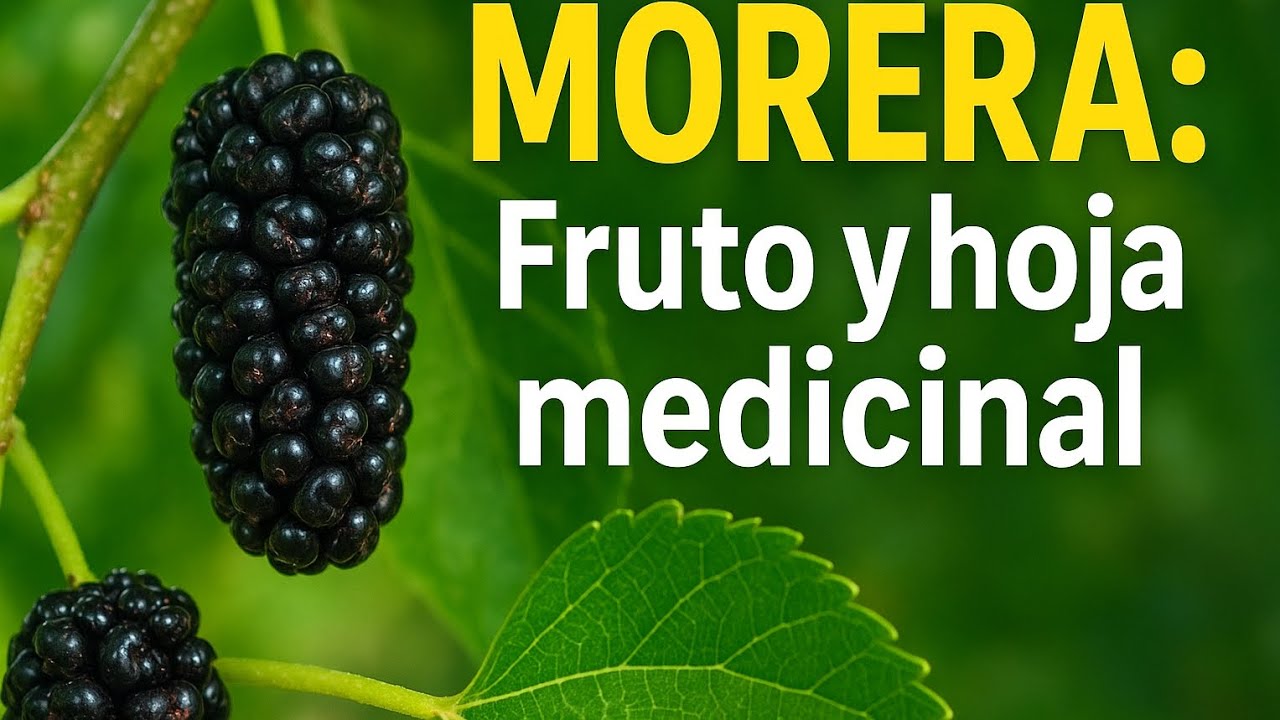 Morera o mora negra Propiedades medicinales, usos y beneficios de sus hojas y frutos 🌿