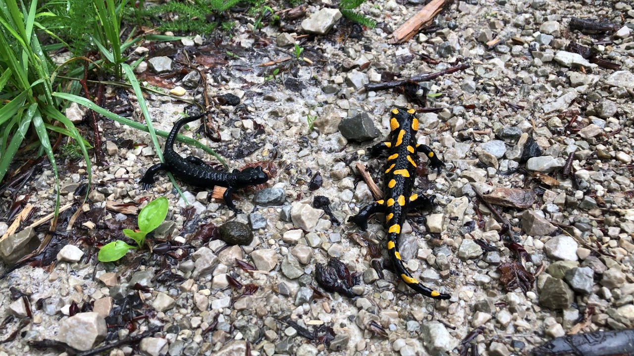 Fire Salamander & Alpine Salamander along the path