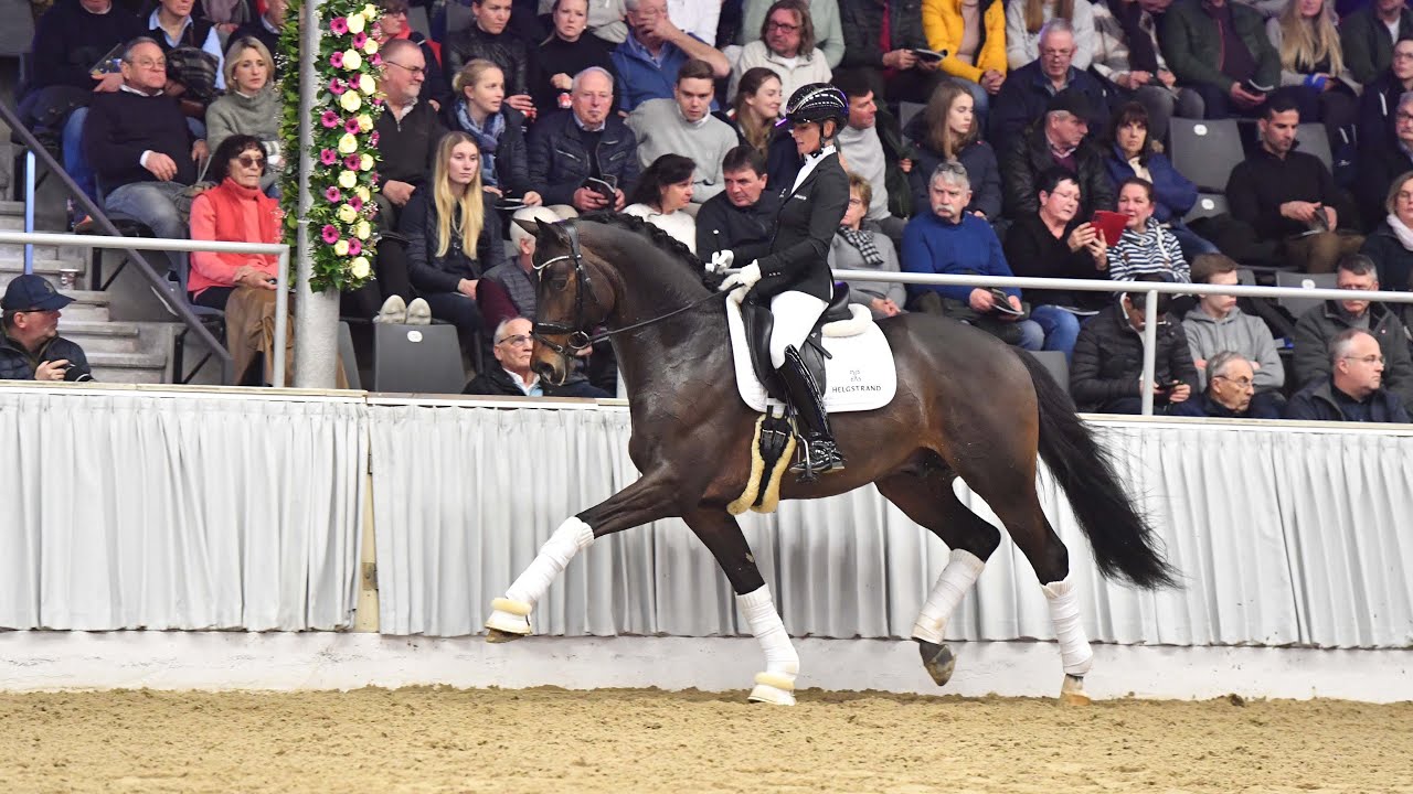 Trakehner Siegerhengst Rheinglanz - ein Hengst, der seinen Weg geht 😃