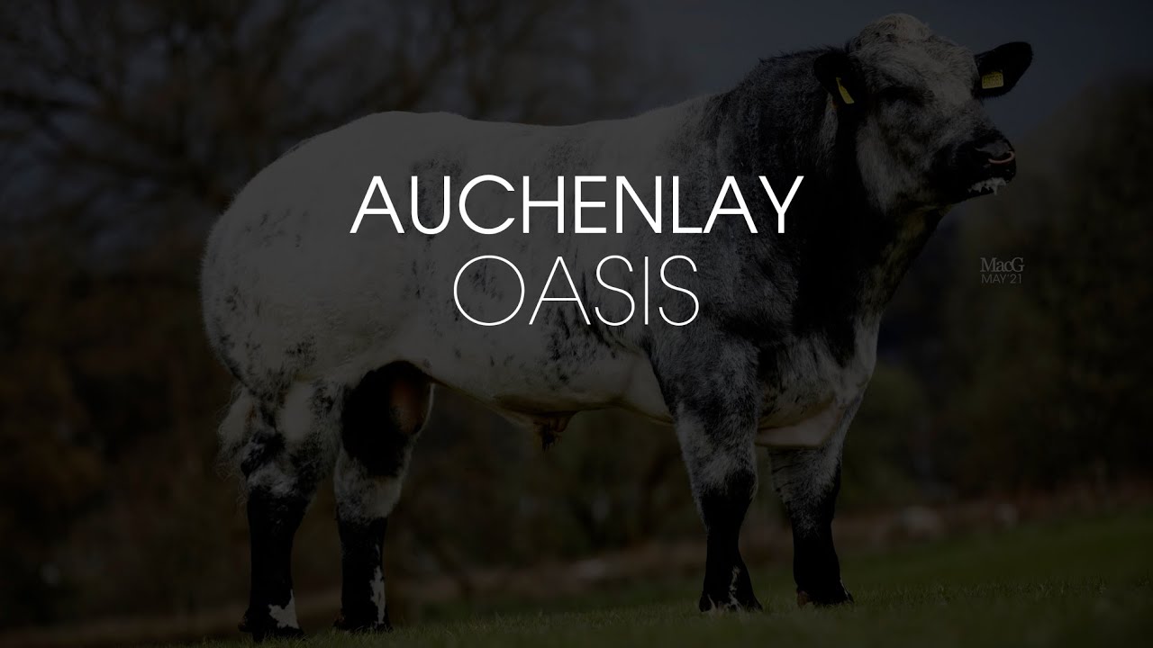 Auchenlay Oasis - British Blue Bull