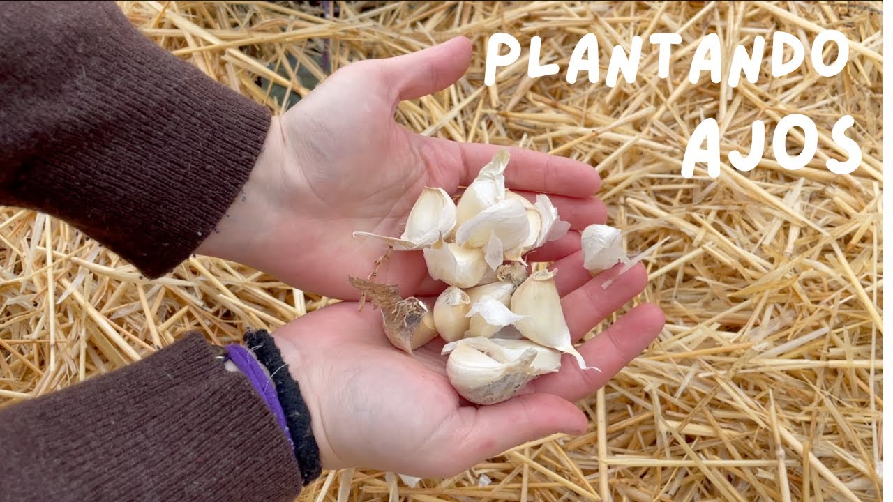 Plantando AJOS. Huerta de INVIERNO.// ¿Qué plantar en enero?