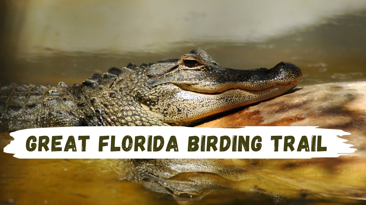 The Best Birding Spots in Florida