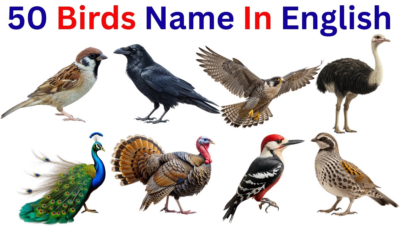 50 Birds Name | Bird with Pictures | Birds Name with Sentences | English Vocabulary for Beginners
