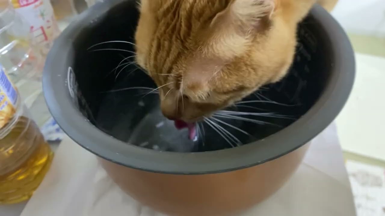 たっぷり水を飲む茶トラ猫
