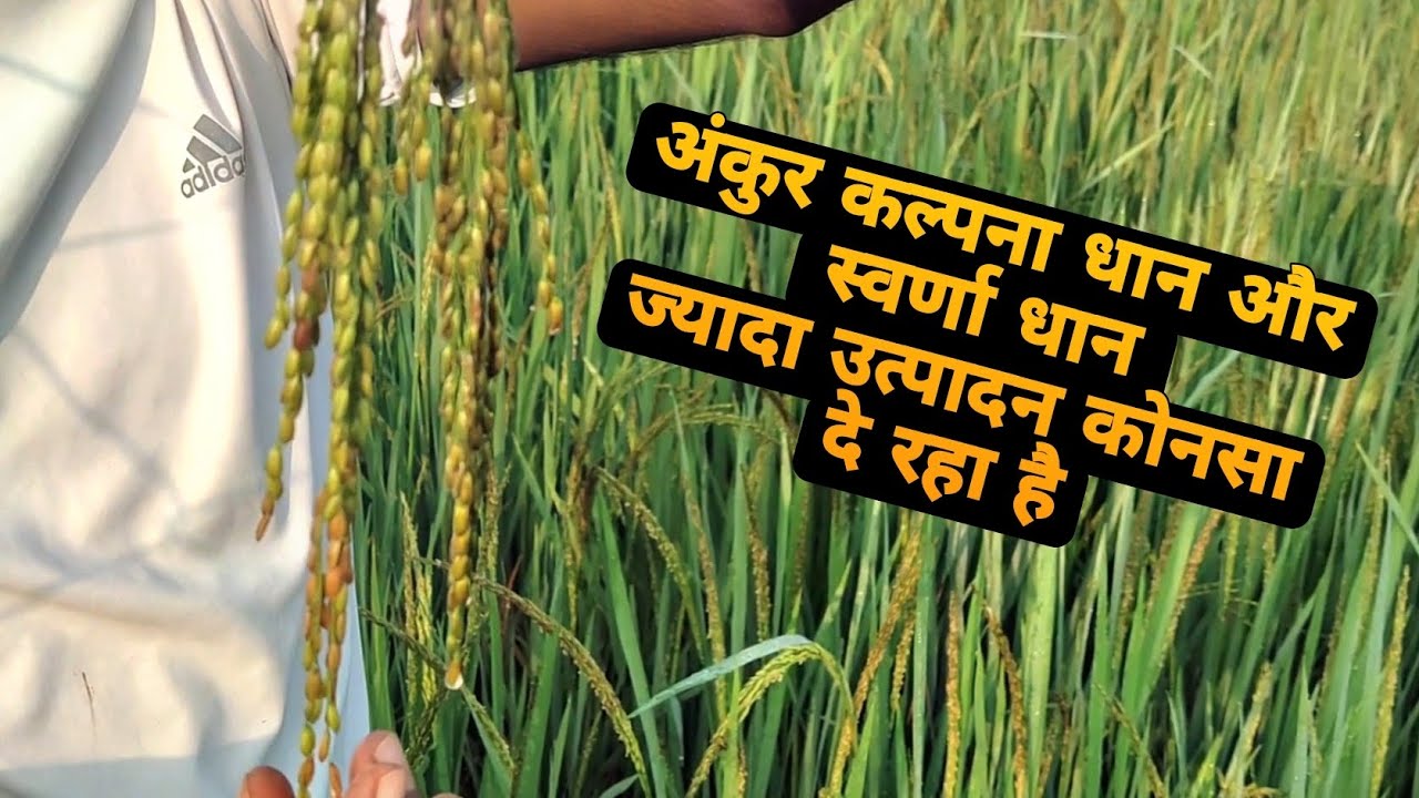 Ankur Kalpana seeds,and svarna seeds , अंकुर कल्पना धान और स्वर्णा धान ज्यादा उत्पादन वाला दान