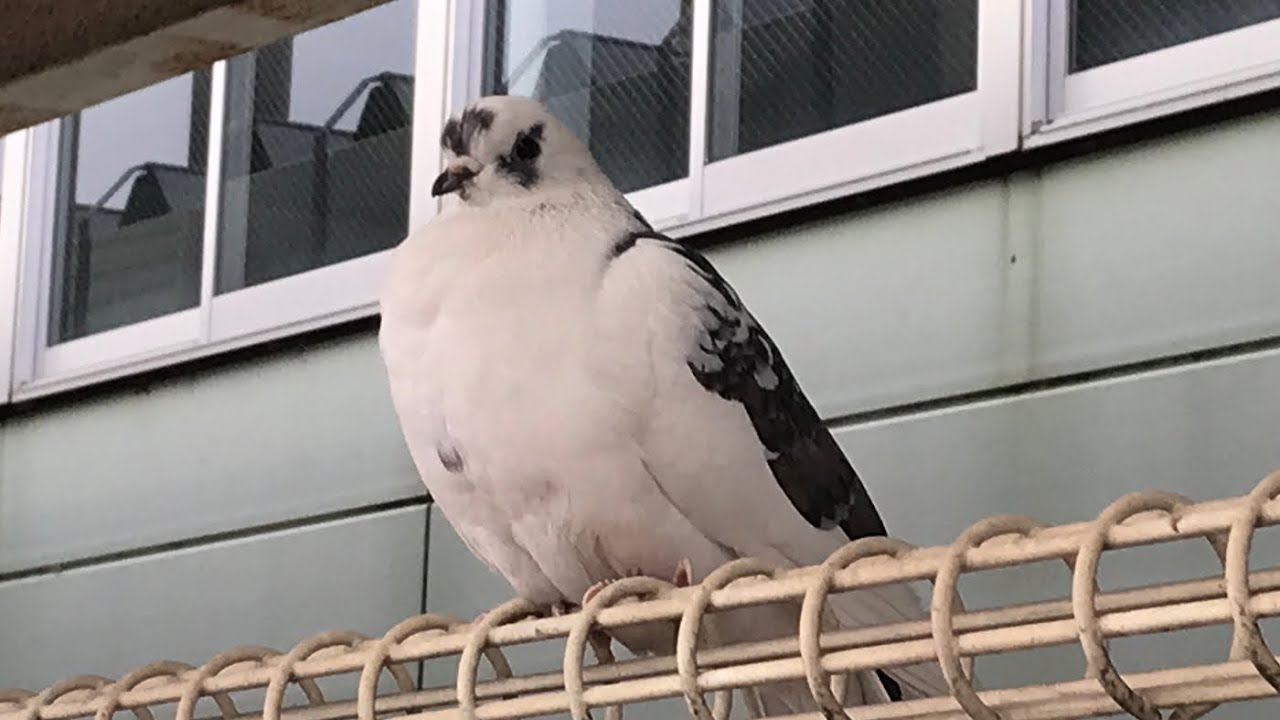 初詣臨時特急列車を待っていたら木下駅に白い土鳩がいた！観察してみた。