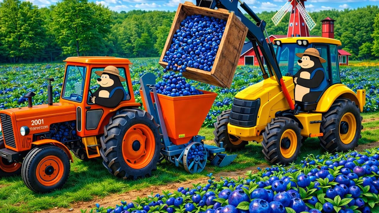 The Bear Farm 🫐🚜 | Blueberry Planting, Harvest & Farm Transport | Real Farm Animation