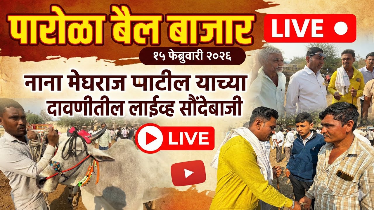 पारोळा बैल बाजार live 🔴 15 फेब्रुवारी 2026 Parola Bail Bajar #bailbajar #बैलबाजार 