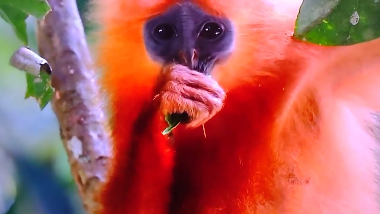 Ever seen Red monkey black face