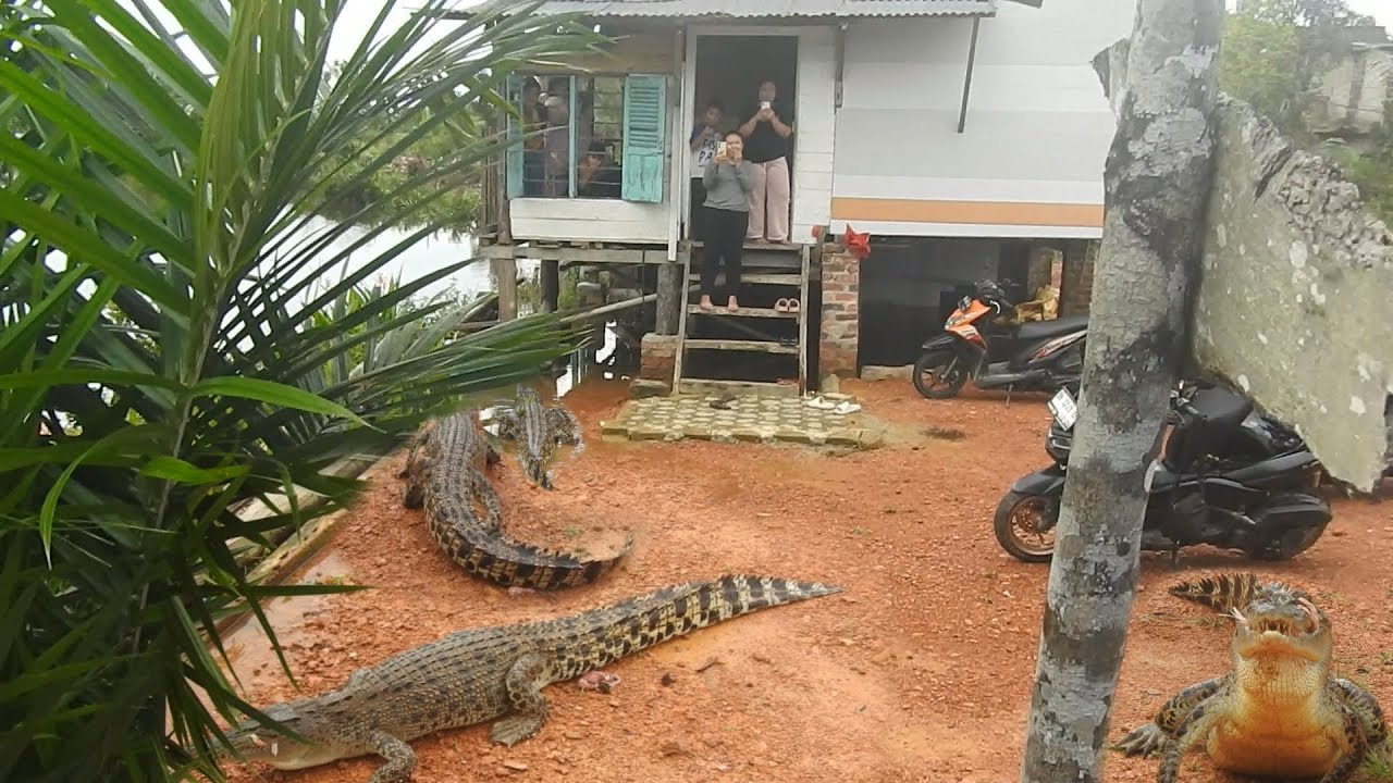 Undang Buaya-Buaya main dihalaman rumah saat air pasang besar!!!