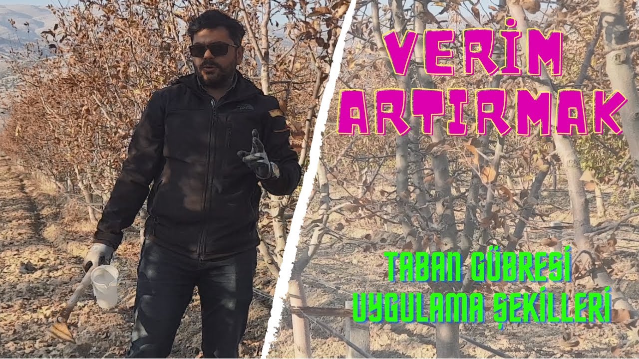 VERİM ARTTIRMAK ( Taban Gübresi Uygulama Şekilleri )