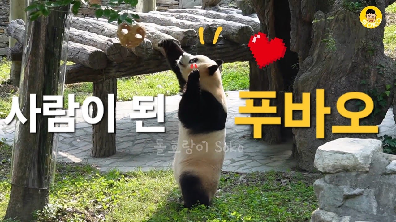 이 정도면 진짜 사람 아니야?푸야~푸바오~❤️