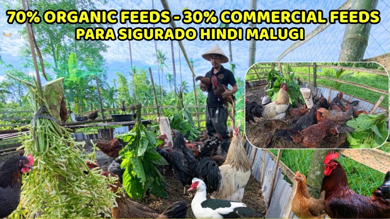 PARA SIGURAGO HINDI MALUGI 70% ORGANIC FEEDS 30% COMMERCIAL FEEDS - NAGTANIM NG PAPAYA