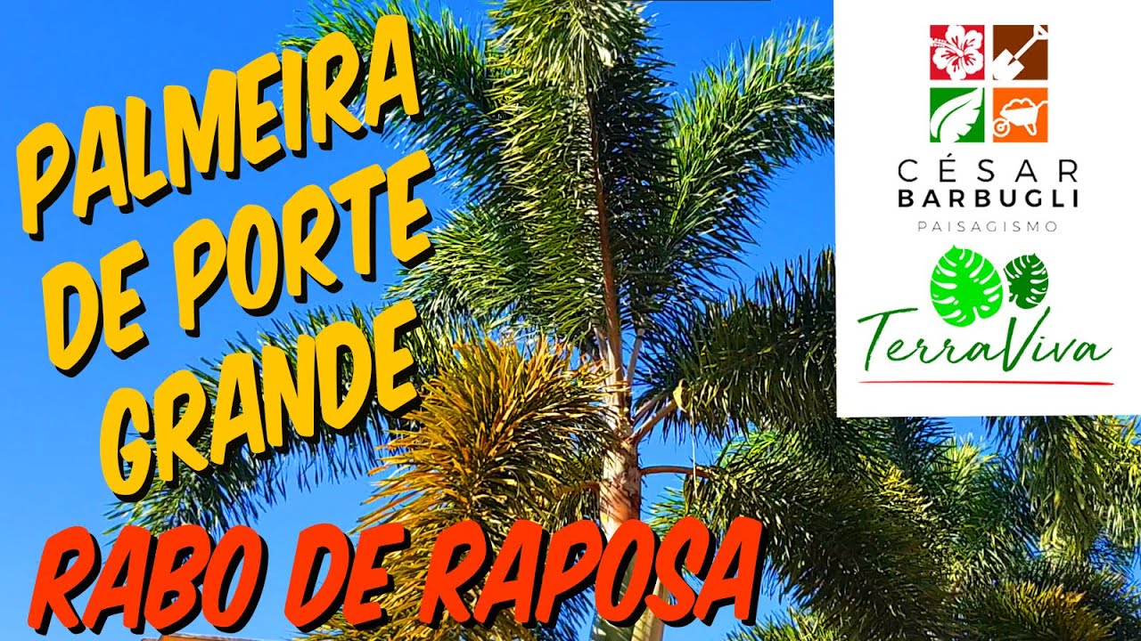 PALMEIRA DE PORTE GRANDE PARA JARDIM! TUDO SOBRE RABO DE RAPOSA