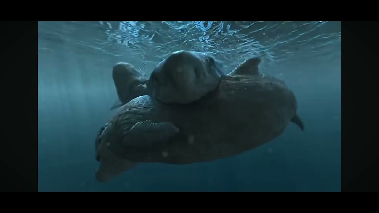 Giant Megalodon Vs Livyatan Pod!