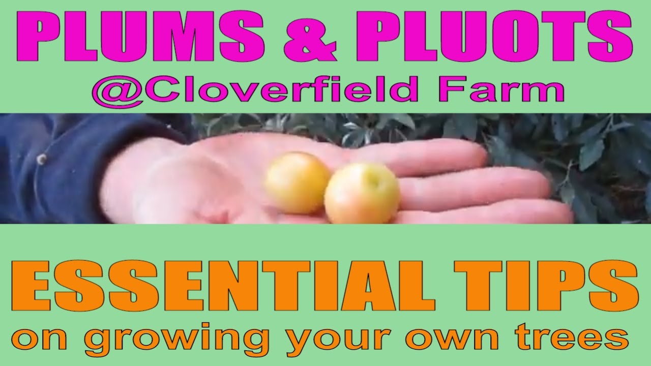 PLUMS & PLUOTS Guide & Tour @ Cloverfield Farm + Essential Tips on Growing your Own Plums/Pluots
