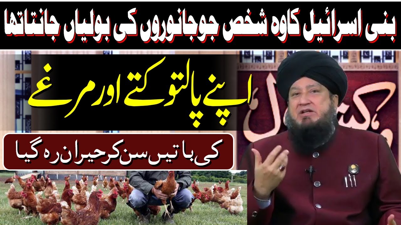 Man from Bani Israel understood animal’s language, he was in shock of the rooster’s conversation