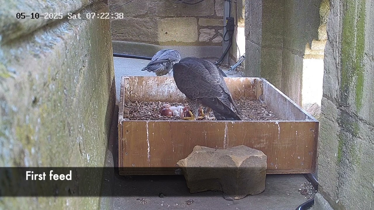 Louth peregrines. First two chicks hatch 9-10 May 2025