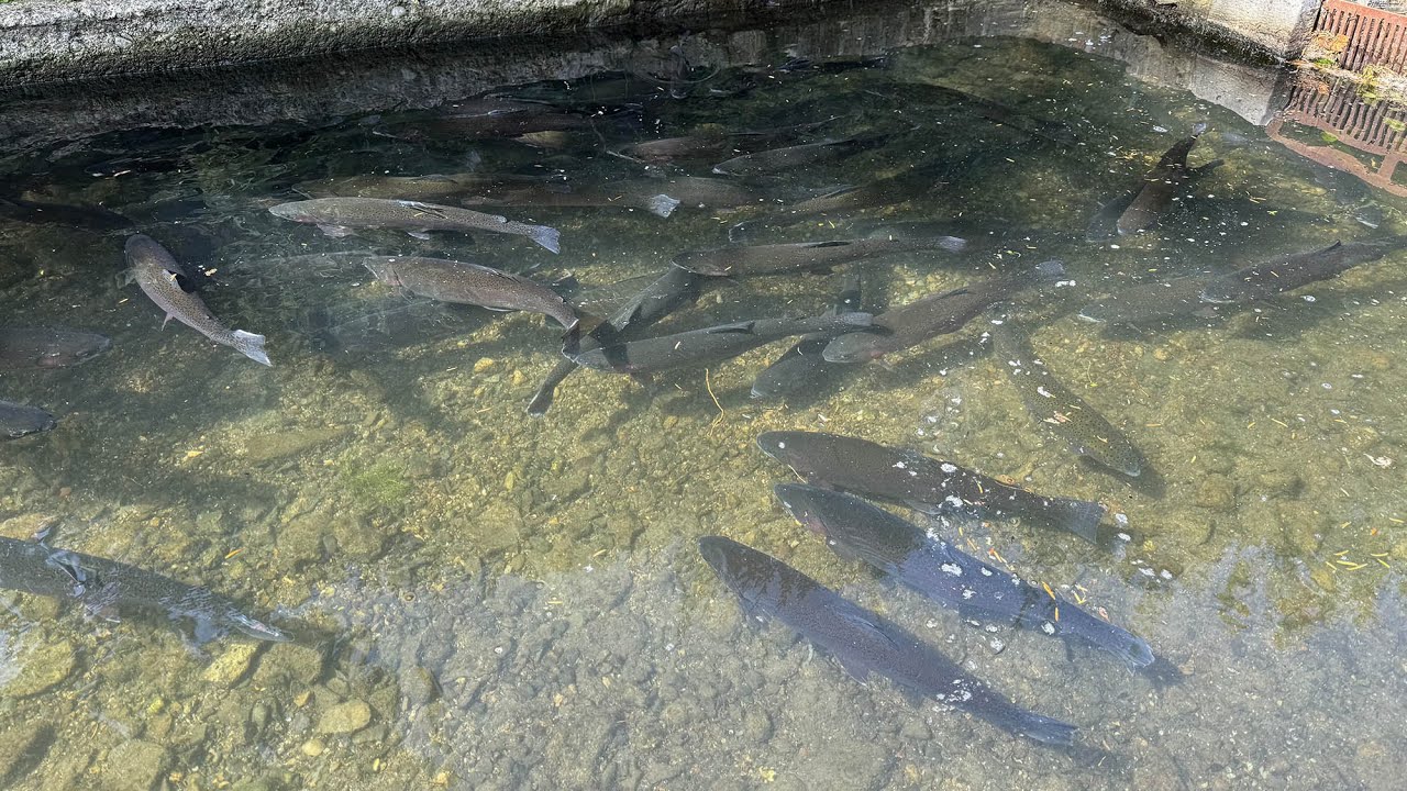 An der Quelle der Voer: Forellen aus der ältesten Fischzucht Belgiens