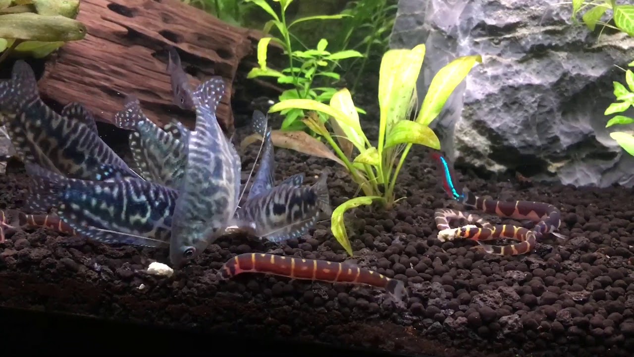 3 Spot Gourami feeding.