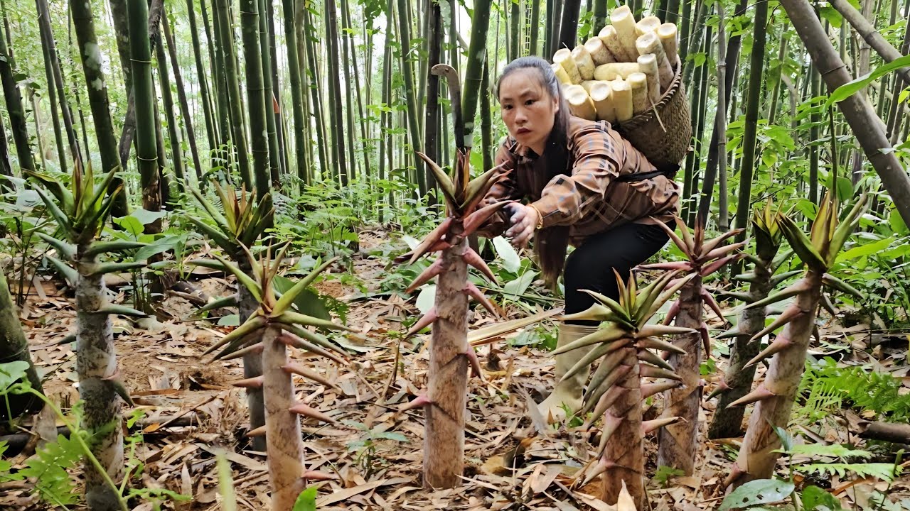 The simple life of a Vietnamese woman Harvest bamboo shoots and take them to the market to sell