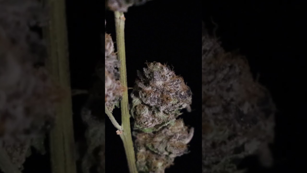 Tropicana Banana Reel (Verde Valley Cannabis)