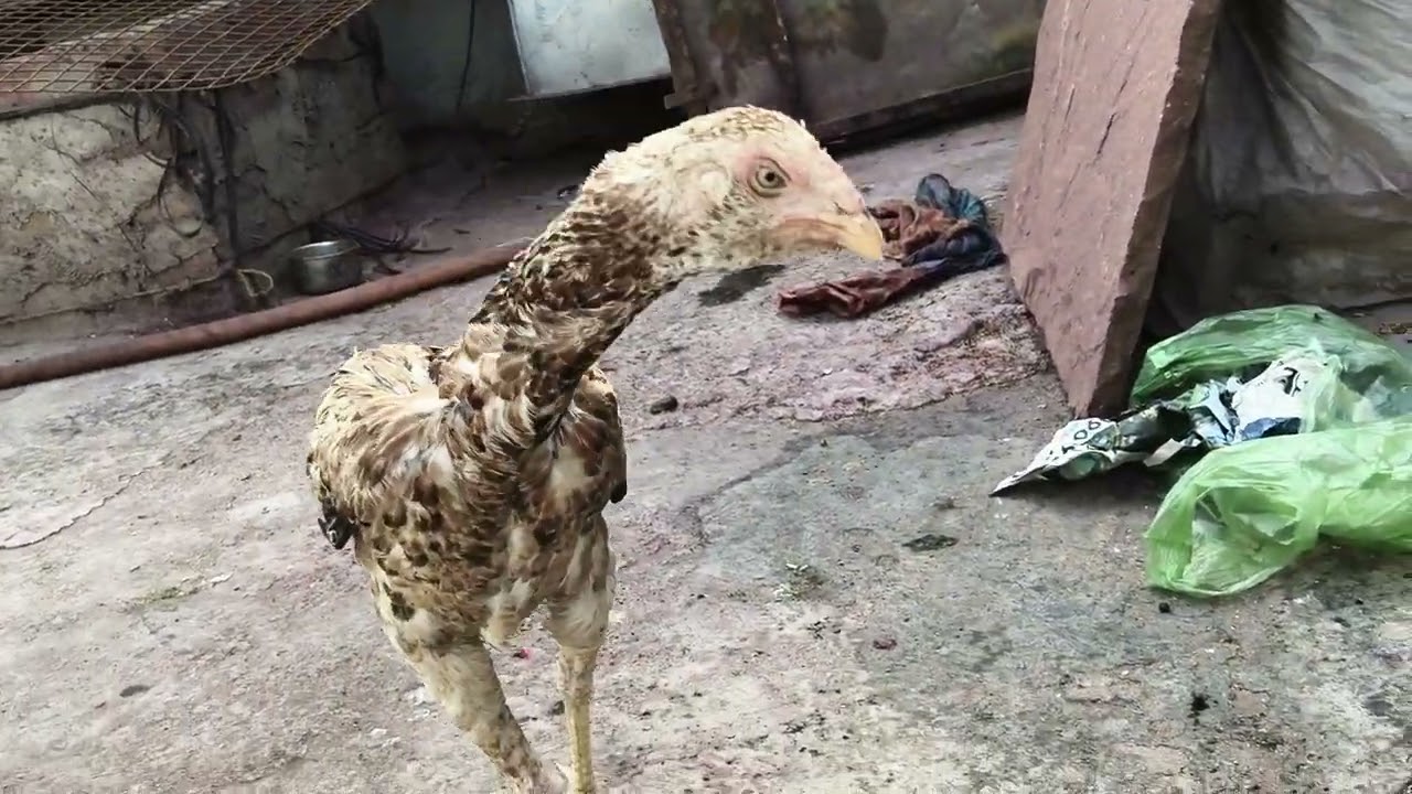 Wow nice 🙂 chicks enjoy 😀