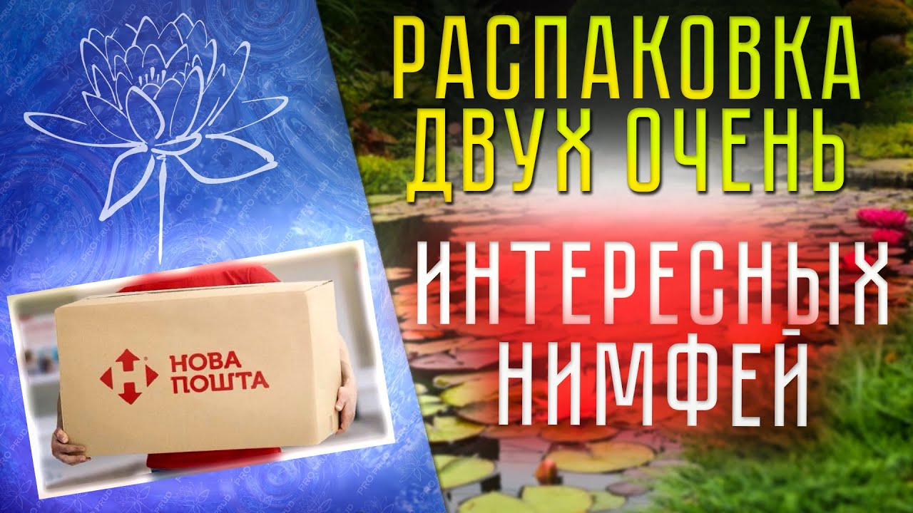 Распаковка двух очень интересных нимфей