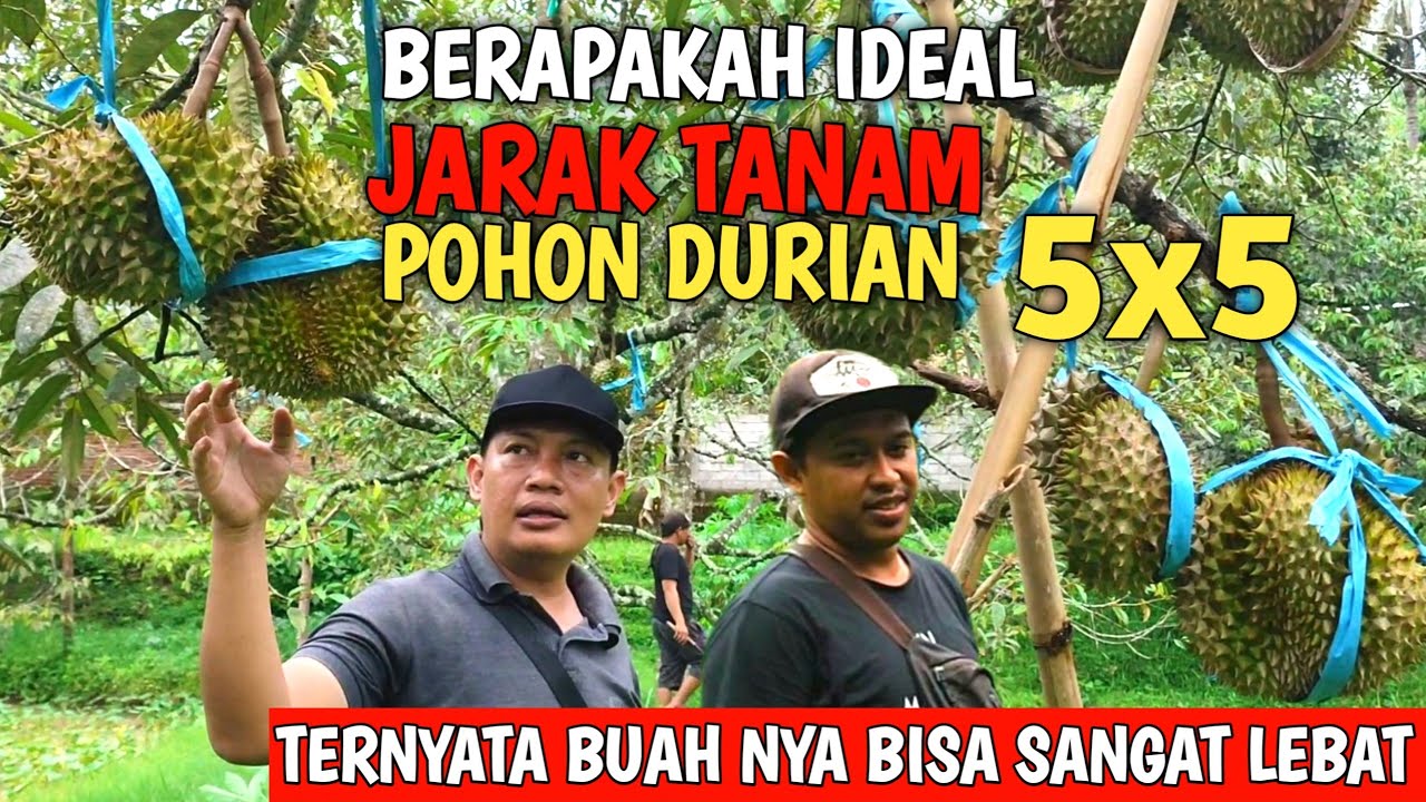 JARAK TANAM LIMA METER POHON DURIAN BISA BERBUAH LEBAT - LANGKAH PASTI
