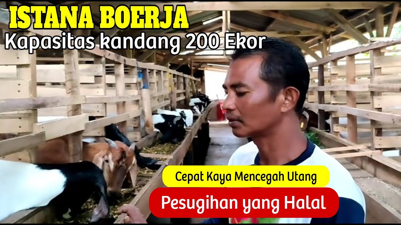 Sutrisno: Ternak Kambing BORJA Mempercepat Kaya