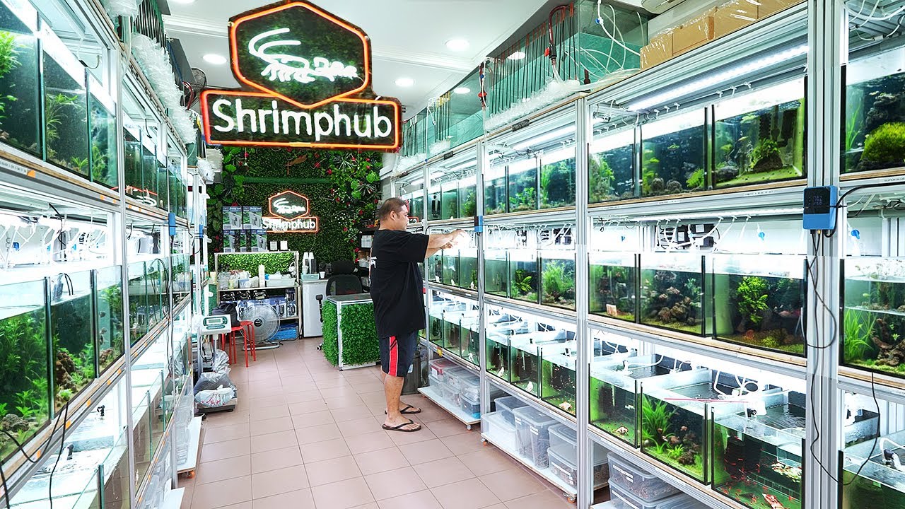 183 аквариума с редкими креветками в этом магазине! SHRIMP HUB Singapore (Полный тур)