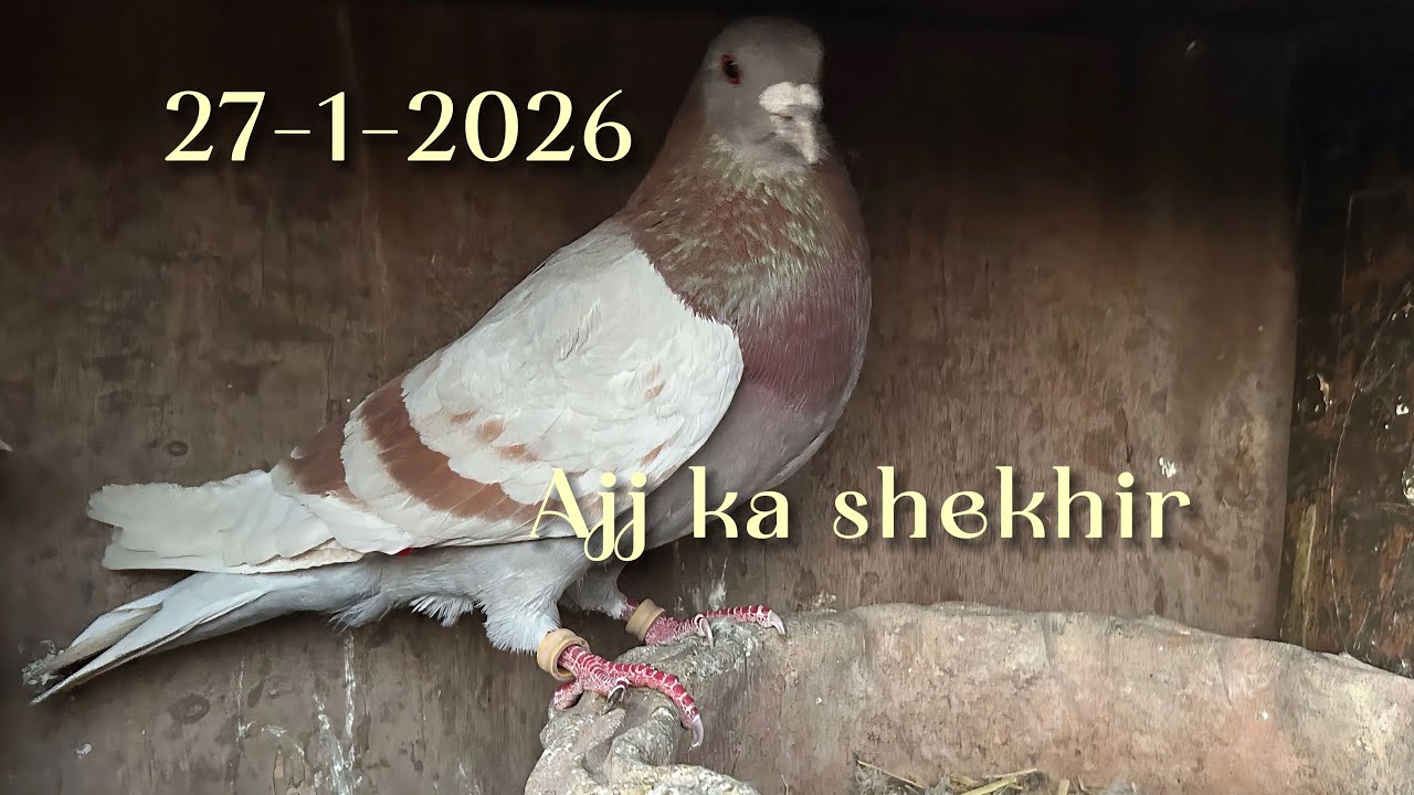 #kabootar #pigeon #bird #kabutarandekabdetehain #birdspecies 